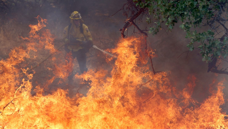 Biodiversitate, in pericol: ard padurile de sequoia, in Statele Unite. Arbori de 3.000 de ani, in flacari. Avertismentul ecologistilor Imagine
