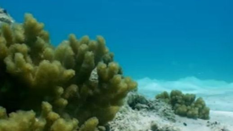 Biologii au descoperit in Marea Neagra specii de pesti pe care le credeau disparute demult Imagine