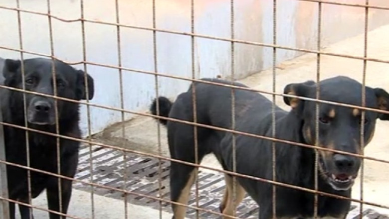 Birocratia lasa cainii pe strazi. Constructia unui adapost este blocata din cauza unor documente Imagine