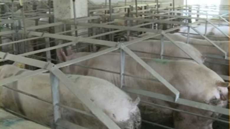 Birocratia tine pe loc exportul de carne. Fermele de porci vor fi evaluate de Directiile Sanitar Veterinare Imagine