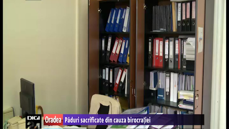 Birocratia ucide padurile. Dosarele pentru fonduri europene duc la taierea a zeci de arbori Imagine