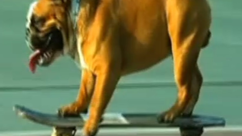 Biuf, cainele care a facut o pasiune pentru skateboard Imagine