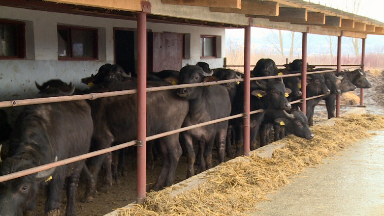 Bivolii, pe cale de disparitie in Romania Imagine