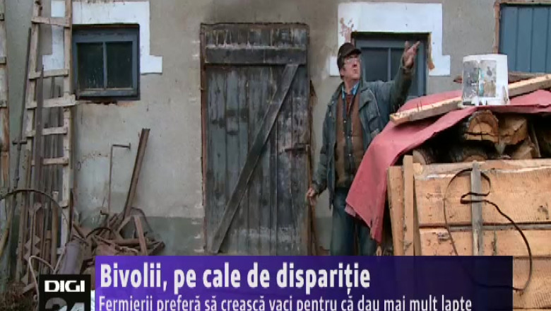 Bivolii, pe cale de disparitie  Imagine