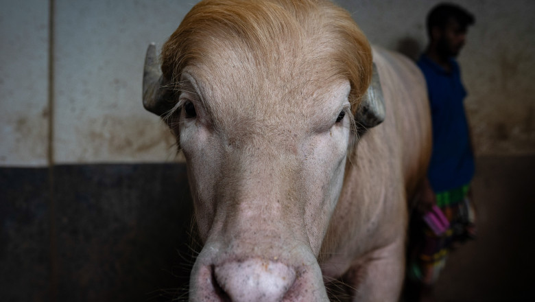 Bivolul albinos „Donald Trump”, devenit o vedeta in Bangladesh, va fi crutat si trimis la o gradina zoologica