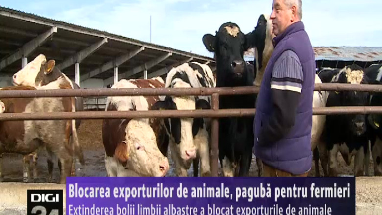 Blocarea exporturilor de animale, paguba pentru fermieri  Imagine