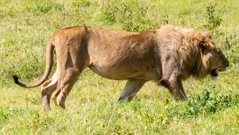 Blondie, un leu aflat in centrul unui studiu al Universitatii Oxford, a fost ucis de vanatorii de trofee in Africa Imagine