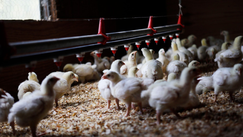Bloomberg: Cum a devenit puiul singura carne cu care toata lumea e de acord Imagine