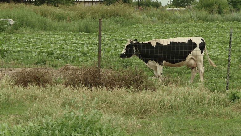 Boala da, strategie ba. Satenii din Sarulesti se plang de lipsa de reactie a autoritatilor Imagine