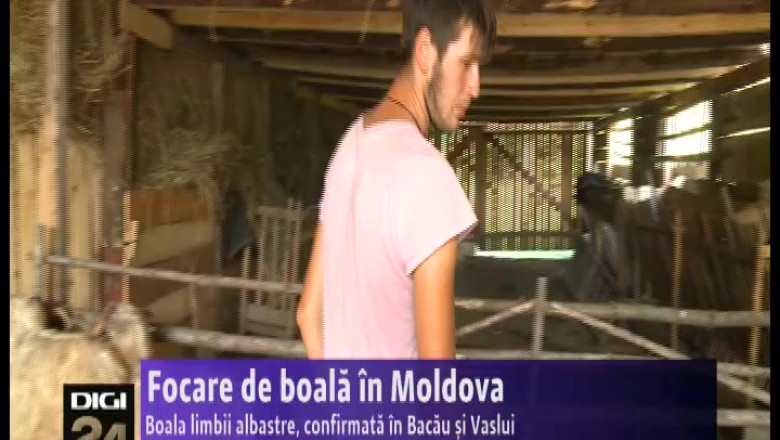 Boala limbii albastre, confirmata in Bacau si Vaslui Imagine