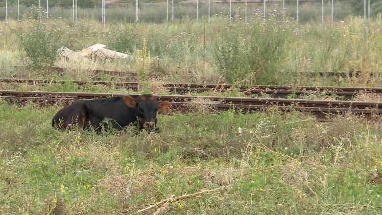 Boala limbii albastre, depistata in judetul Suceava Imagine