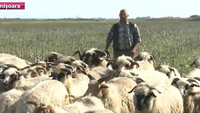 Boala limbii albastre face pagube si in Timis. Zeci de animale au murit in 15 localitati din judet Imagine