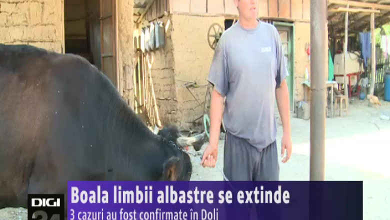 Boala limbii albastre, in Dolj  Imagine