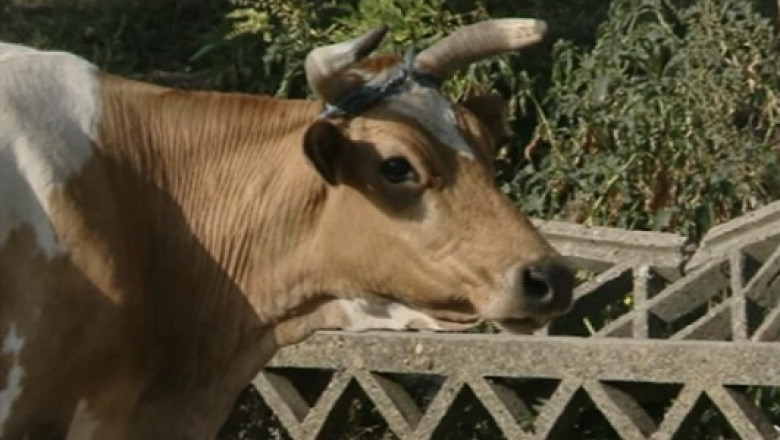 Boala limbii albastre s-a extins in jumatate din tara Imagine