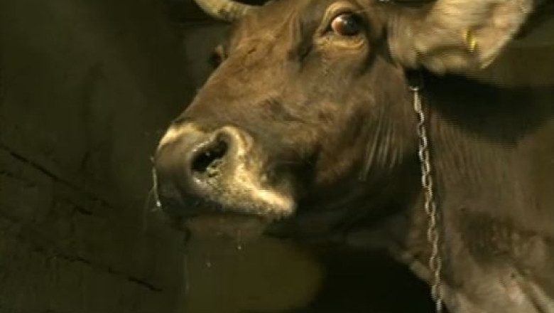 Boala limbii albastre se extinde in alte trei judete Imagine