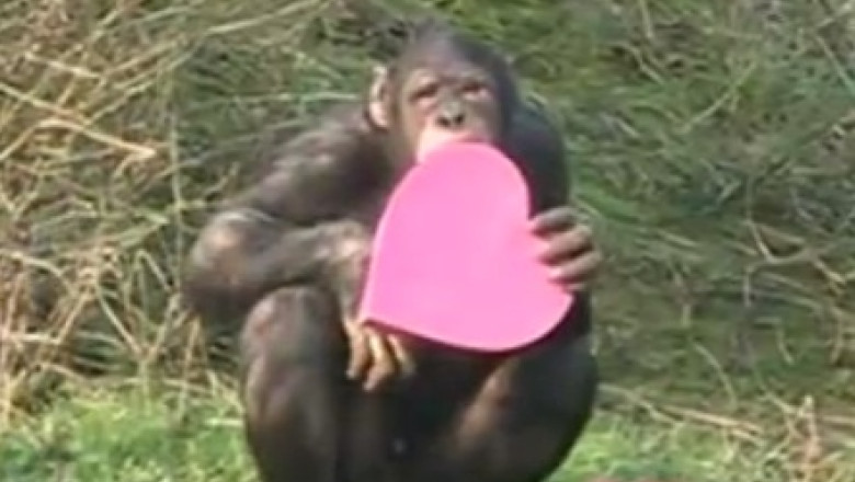 Bomboane pentru maimutele indragostite. Primatele de la Zoo Londra au fost rasfatate de catre ingrijitori Imagine