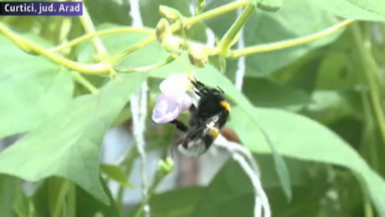 Bondari de import. Insectele sunt aduse din Olanda, in stupi speciali, si sunt folosite pentru polenizare Imagine