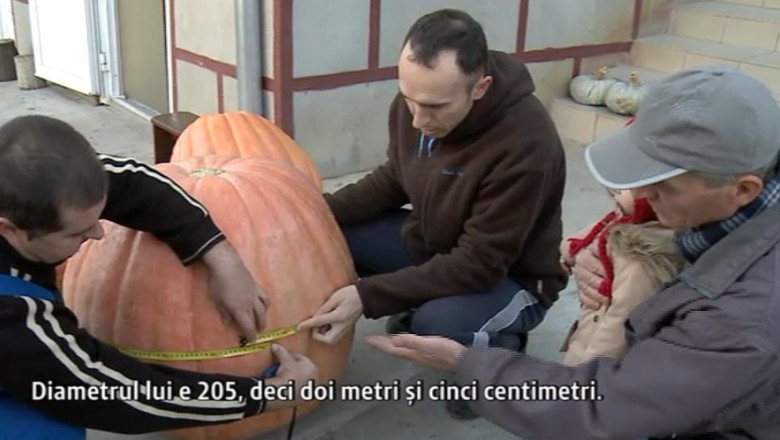 Bostani record in Bihor. Cel mai mare cantareste 70 de kilograme Imagine