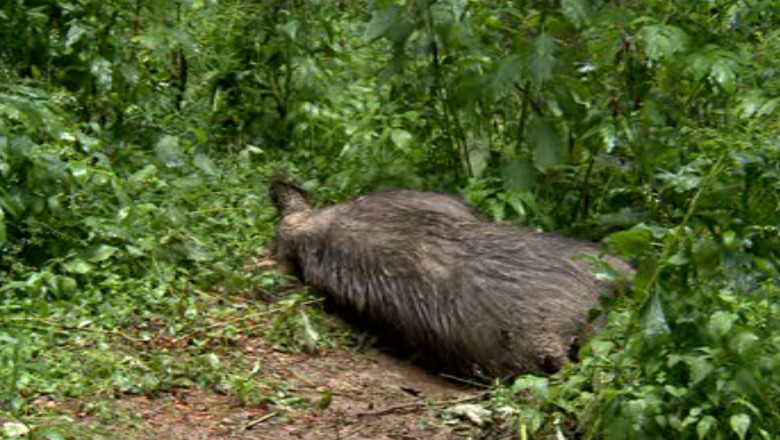 BOTOSANI. Mistreti morti in conditii suspecte Imagine