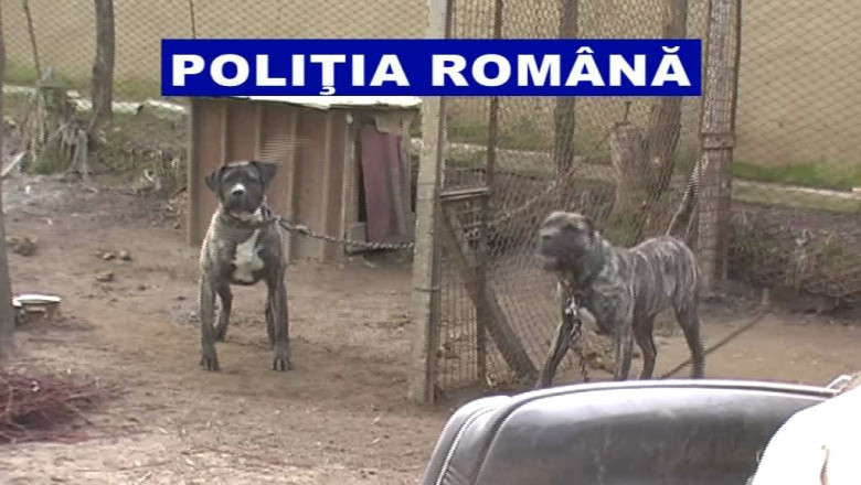 Braconaj cu caini de lupta Imagine