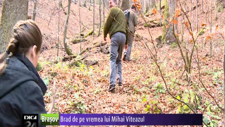 Brad de pe vremea lui Mihai Viteazul  Imagine