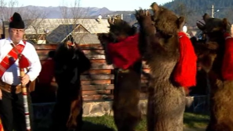 BRADUL CU POVESTI. Traditii respectate cu sfintenie. Pe Valea Trotusului, an de an, se joaca ursul Imagine