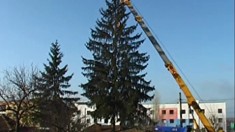 Bradul de Craciun din Cernavoda are 20 de metri. Pomul de sarbatori este de aproape 4 ori mai mare decat cel din New York Imagine