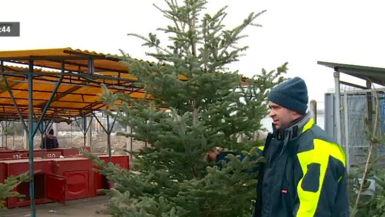 Bradul de import versus cel din Muntii Apuseni Imagine