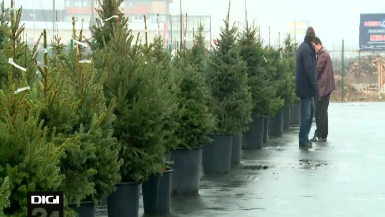 Bradul de inchiriat, o moda care nu a prins. Romanii nu cunosc trend-ul european si sunt reticenti Imagine