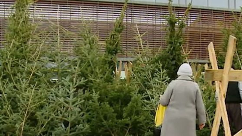 ”Bradulet, bradut dragut”... in pietele Timisoarei. Ce preturi au brazii? Imagine