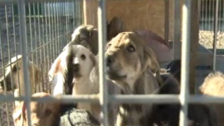 Brasov. Primaria incepe o campanie de strangere a cainilor fara stapan Imagine