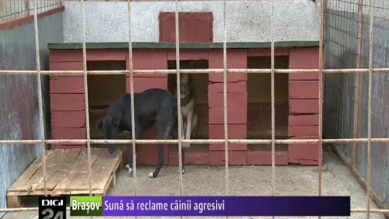 Brasovenii reclama, la primarie, cainii agresivi de pe strazile orasului  Imagine