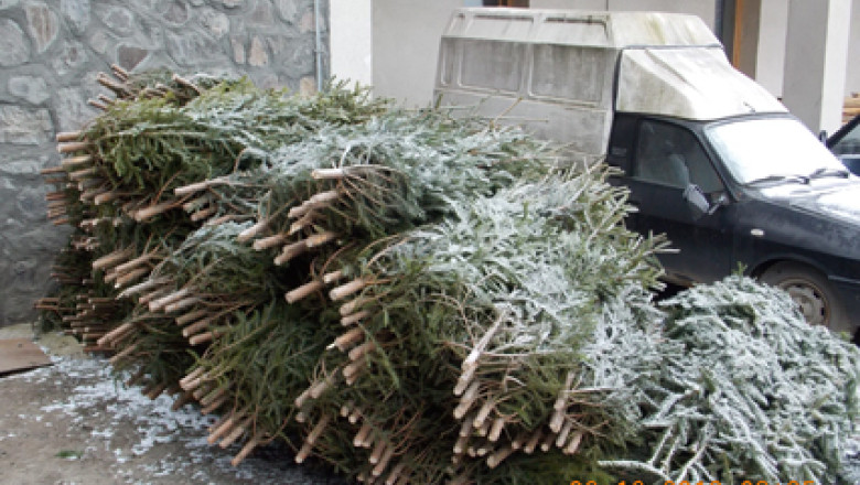 Brazi confiscati in judetul Mures Imagine