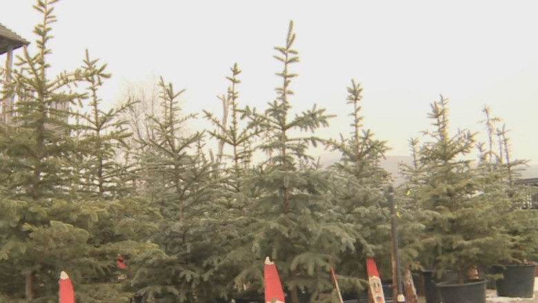 Brazi de Craciun, vanduti in rate Imagine