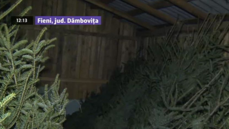 Brazi furati pentru sarbatorile de iarna. Doi barbati din Dambovita au fost prinsi cu 300 de arbori taiati ilegal Imagine