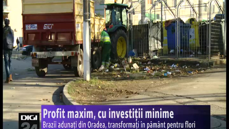 Brazii adunati din Oradea, transformati in pamant pentru flori Imagine