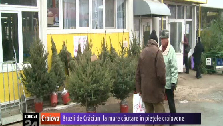 Brazii de Craciun, la mare cautare in pietele craiovene Imagine