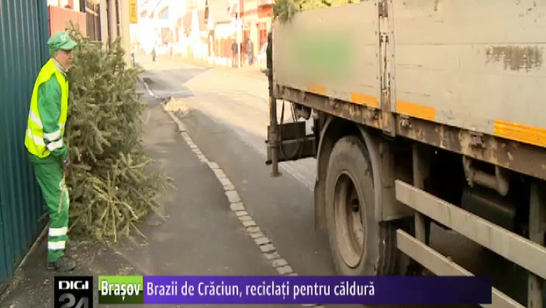 Brazii de Craciun, reciclati pentru caldura  Imagine