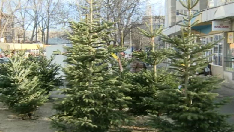 Brazii de Craciun s-au ieftinit in Ajun Imagine