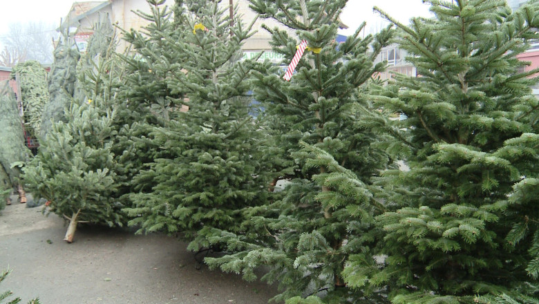 Brazii de "Olanda" au invadat pietele galatene Imagine