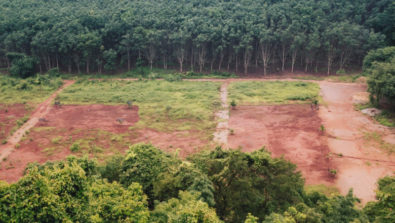 Brazilia sustine ca defrisarile in Padurea Amazoniana au scazut cu o treime in guvernarea lui Lula da Silva Imagine