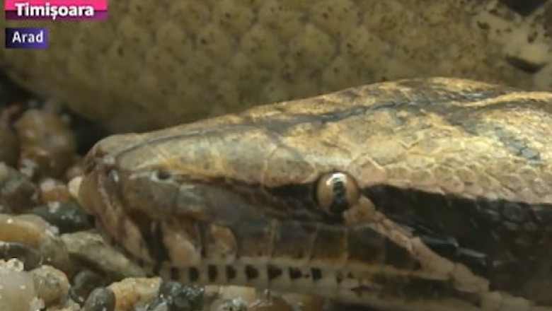 Broaste testoase din Florida si pitoni din Borneo in Lunca Muresului Imagine