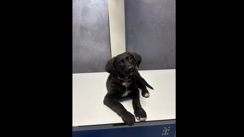 Bucuresteanul care a chinuit un catel si i-a amenintat pe cei care voiau sa apere animalul, lasat in libertate. Decizia procurorilor Imagine