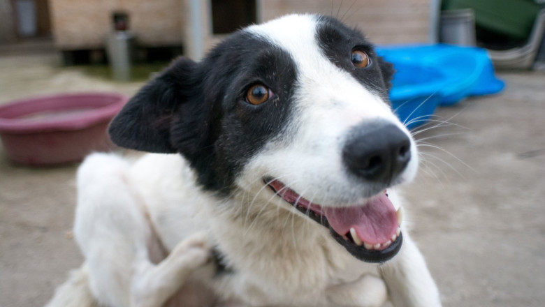 Bucurestenii care au adoptat caini de pe strada ii pot steriliza gratuit de pe 27 ianuarie Imagine