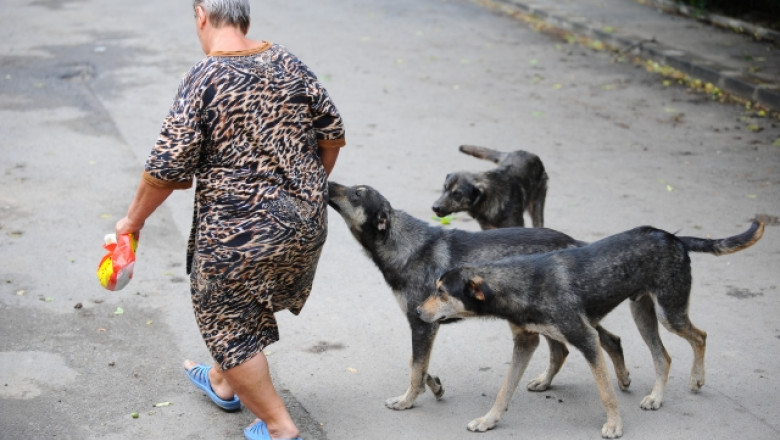 Bucurestenii care hranesc maidanezii nu vor mai fi amendati. Ce amenzi risca posesorii de caini Imagine