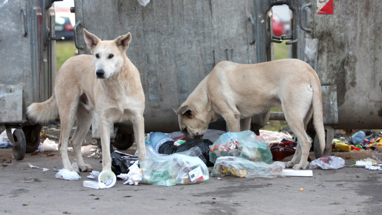 Bucurestenii nu vor scapa de maidanezi mai devreme de trei ani. Costurile ar putea ajunge la 15 milioane de lei Imagine