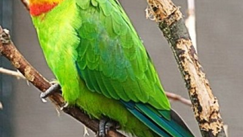Bucuresti. Ancheta din cauza unui papagal Imagine