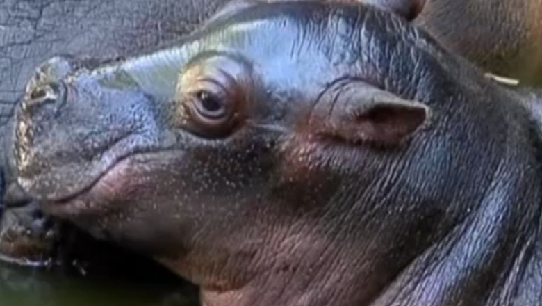 Bucurie la gradina zoologica din Mexico City. S-a nascut primul pui de hipopotam din ultimii 16 ani Imagine