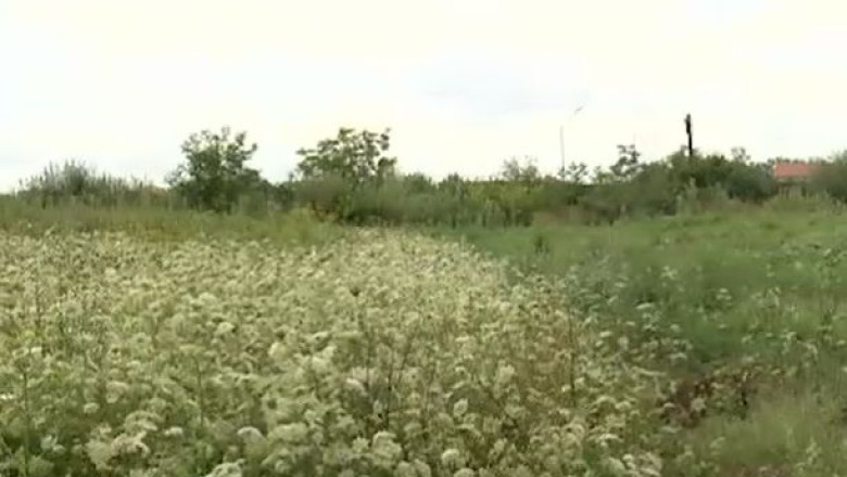 Buruieni, in loc de salcii energetice, pe o plantatie de la marginea Timisoarei Imagine