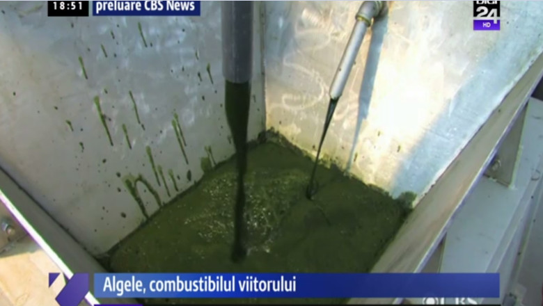 BUSINESS CLUB. Masina viitorului va functiona pe baza de alge Imagine